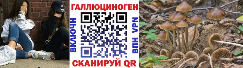 Галлюциногенные грибы Psilocybe Юрьевец